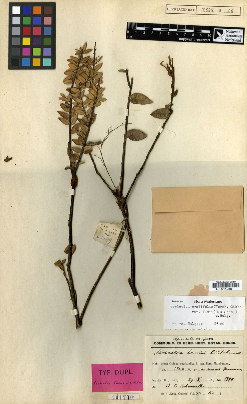 Sericolea ovalifolia photo 4