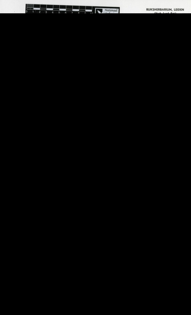 Sericolea ovalifolia var. ovalifolia
