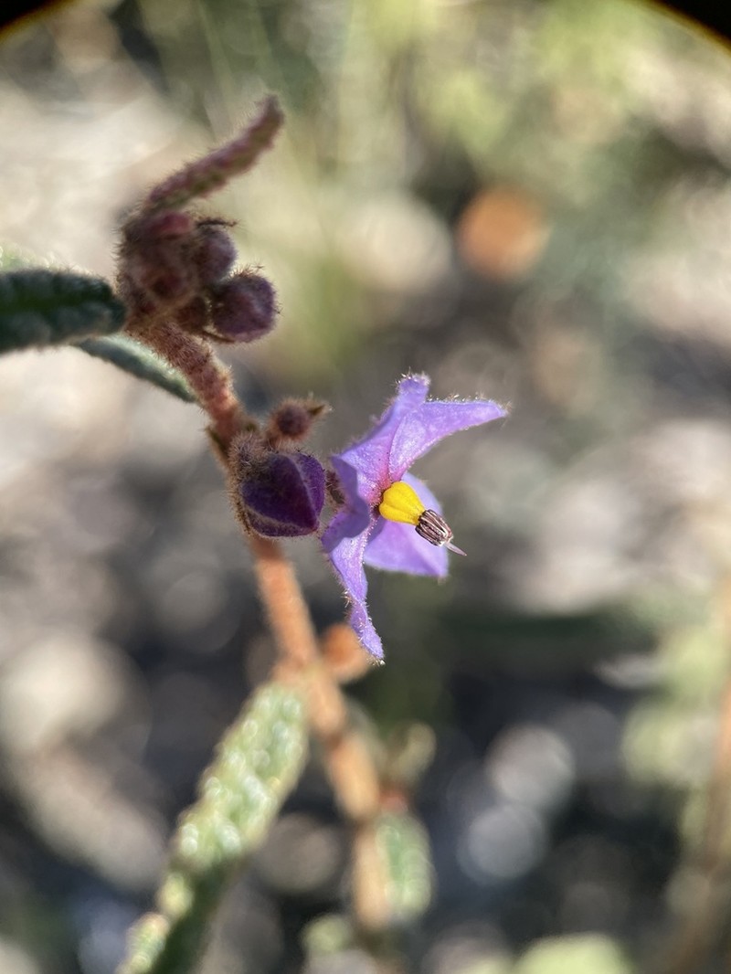 Seringia adenogyna photo 3