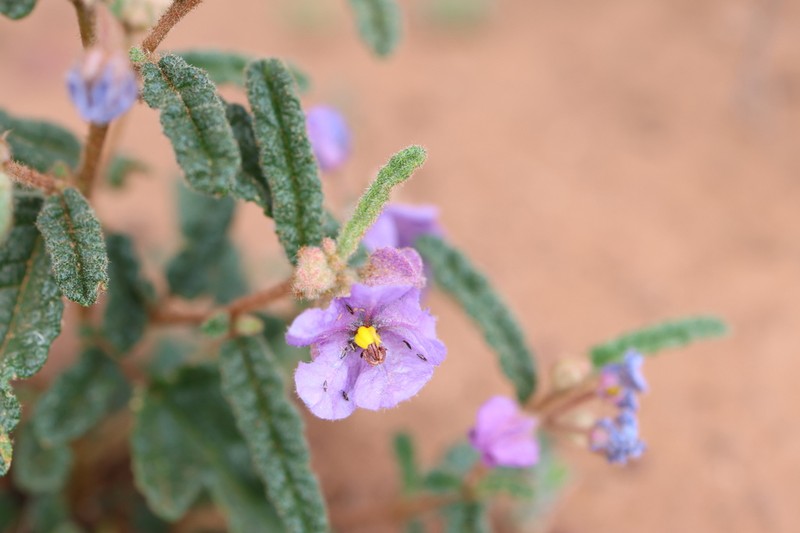 Seringia adenogyna photo 4