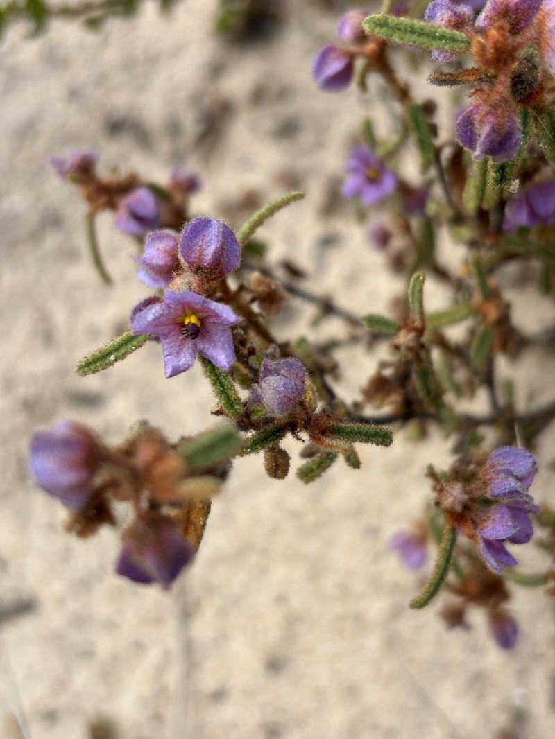 Seringia adenogyna photo 5