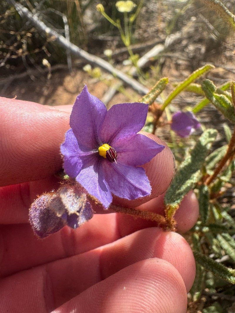 Seringia adenogyna photo 6