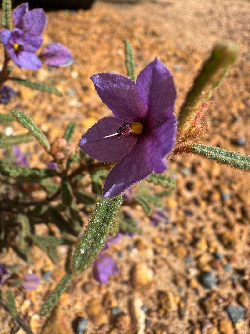 Seringia adenogyna photo 7