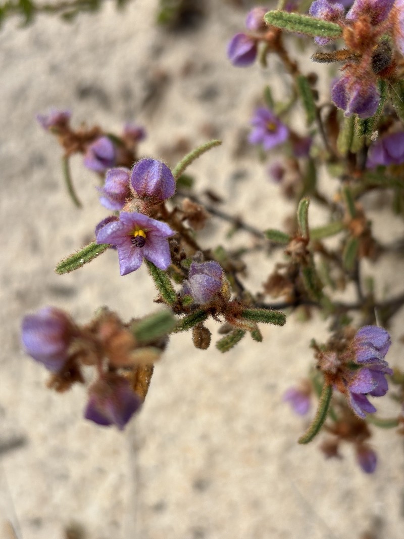 Seringia adenogyna photo 8