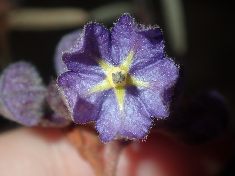 Seringia cacaobrunnea