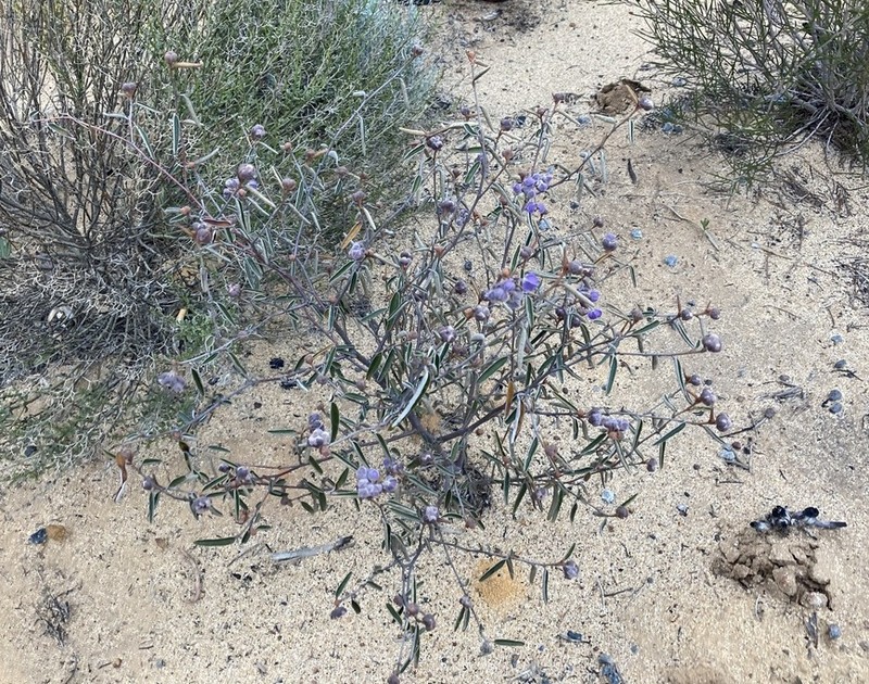 Seringia cacaobrunnea photo 2