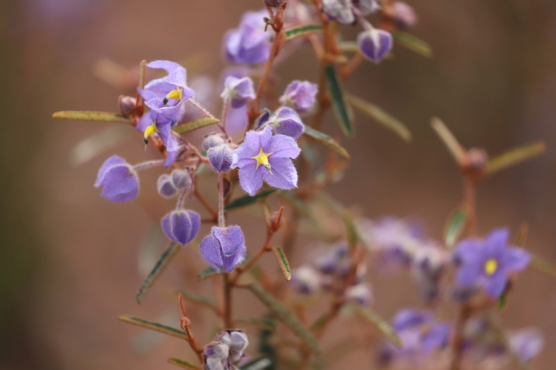 Seringia cacaobrunnea photo 3