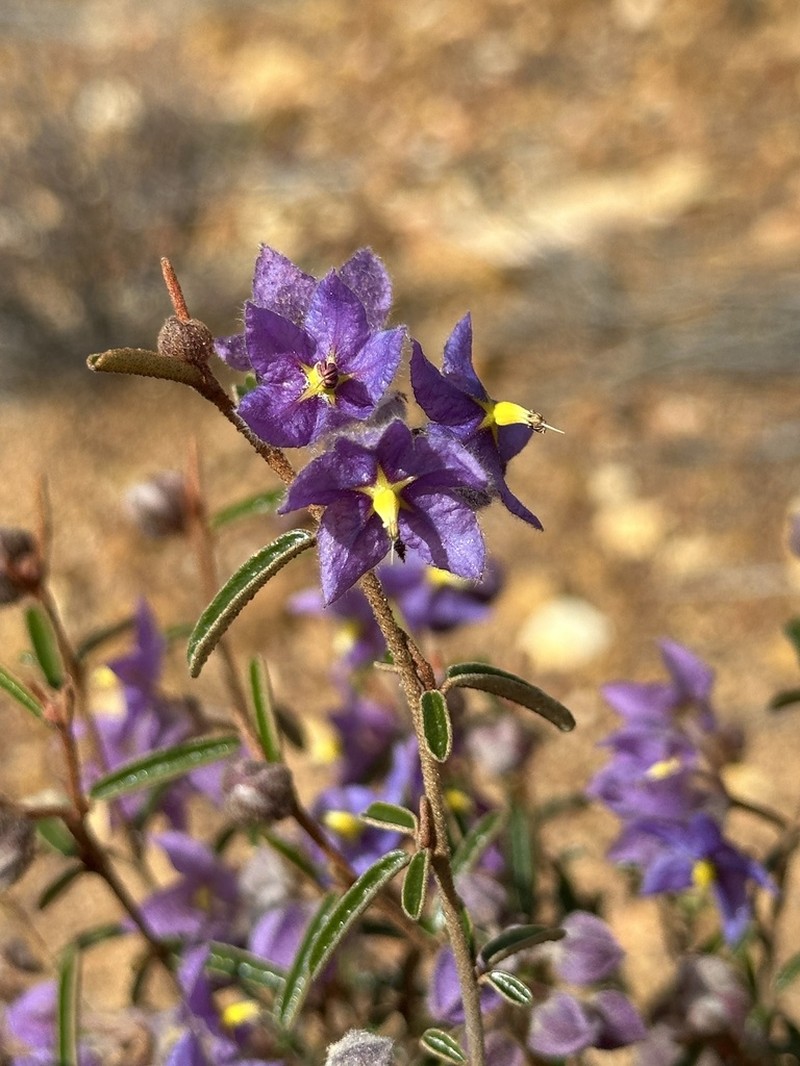 Seringia cacaobrunnea photo 4