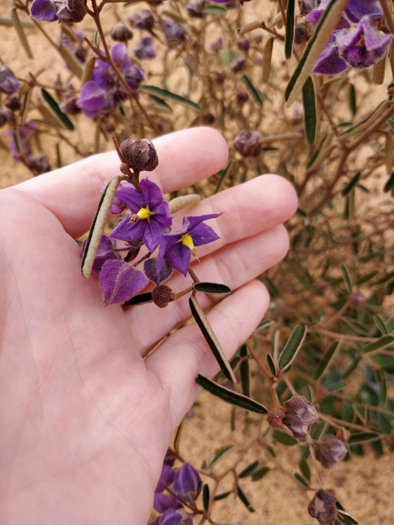 Seringia cacaobrunnea photo 5
