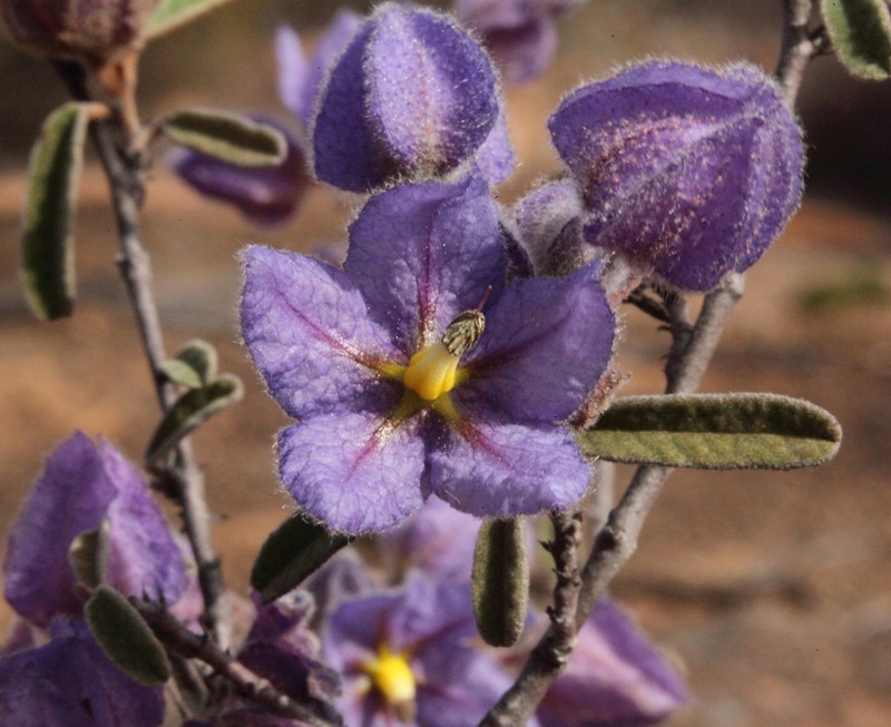 Seringia cacaobrunnea photo 6