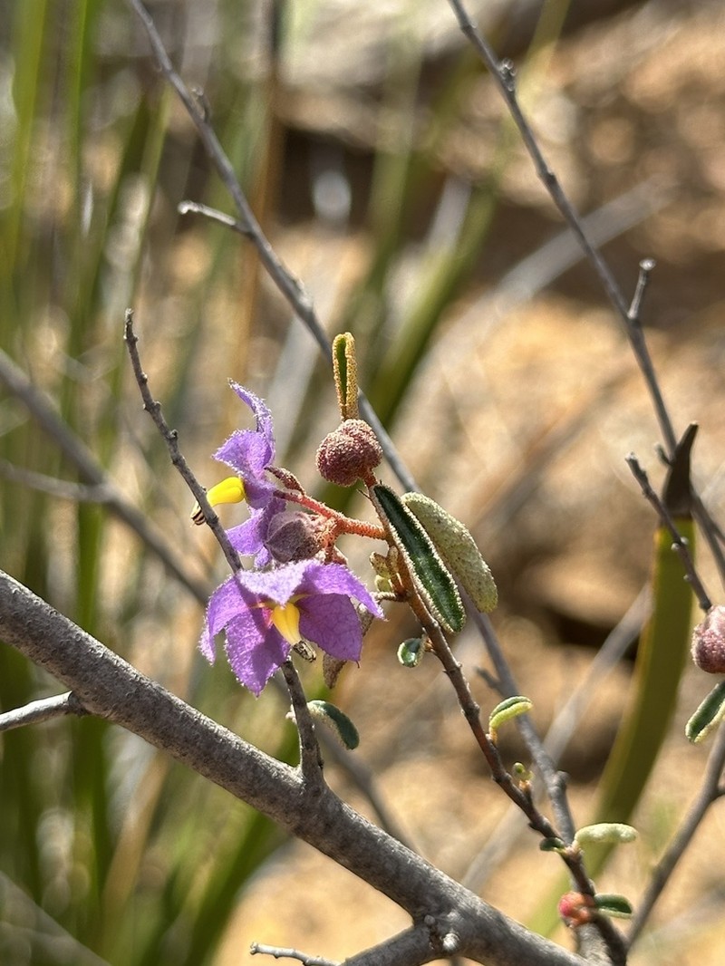 Seringia cacaobrunnea photo 7