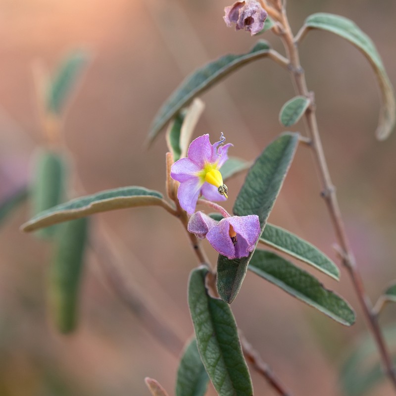 Seringia collina