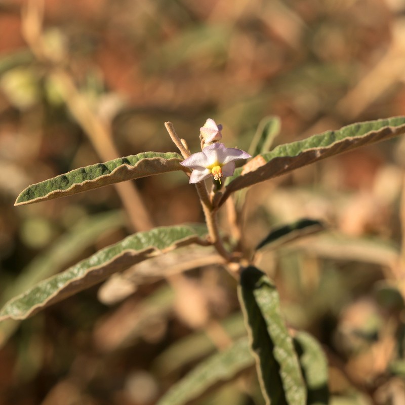 Seringia collina photo 3
