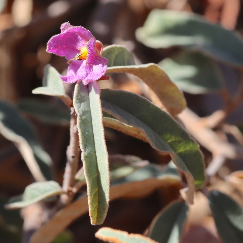 Seringia collina photo 4
