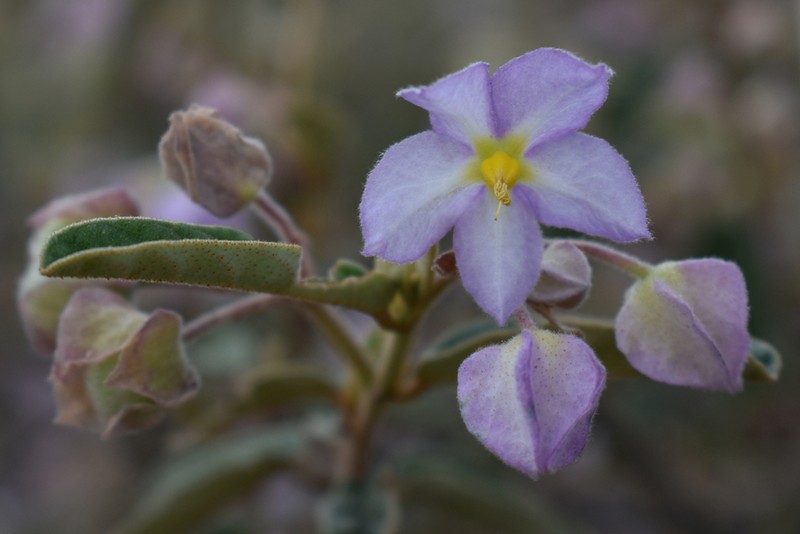 Seringia collina photo 5