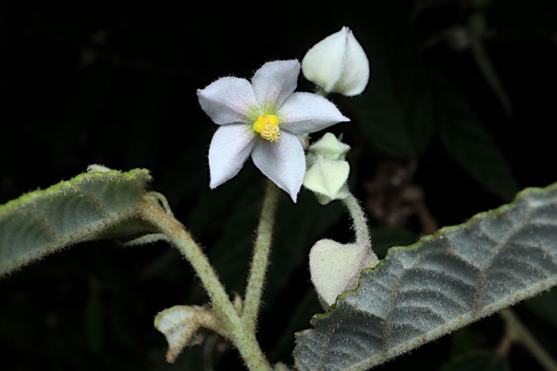 Seringia denticulata