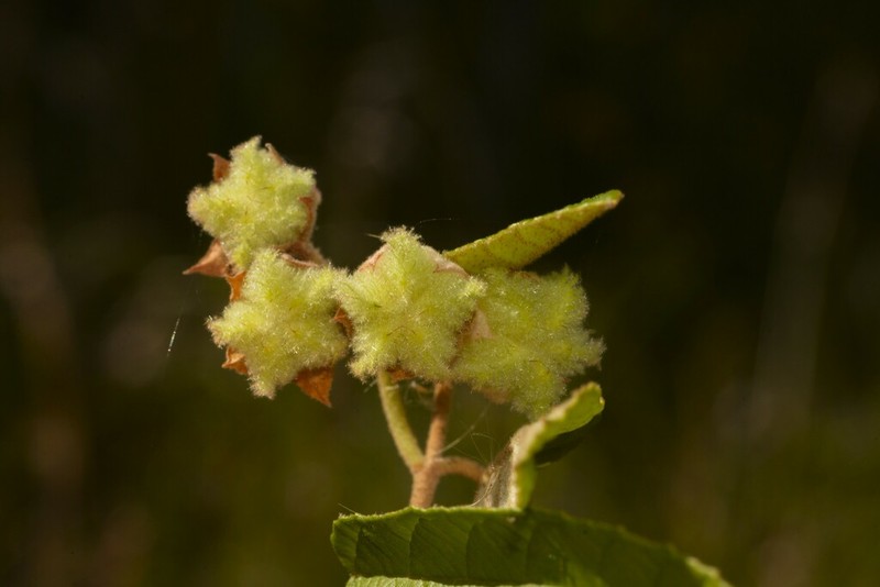 Seringia denticulata photo 2