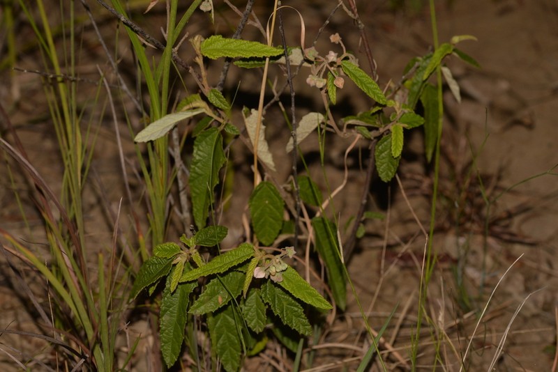 Seringia denticulata photo 3