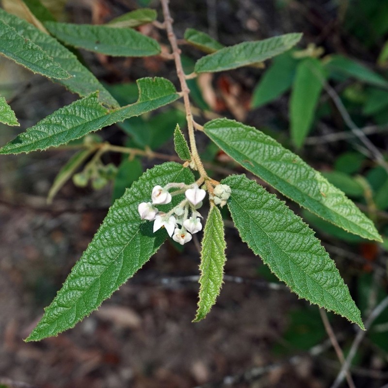 Seringia denticulata photo 4