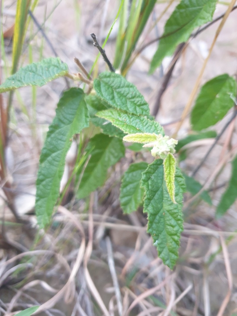 Seringia denticulata photo 5
