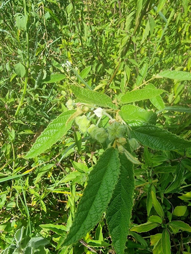 Seringia denticulata photo 6