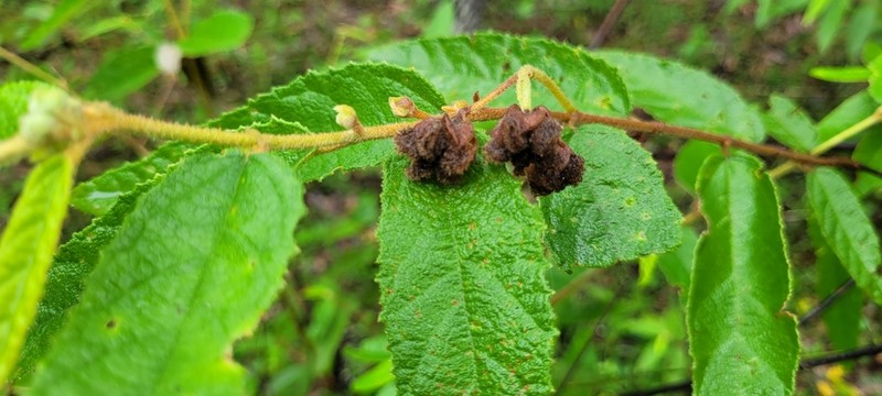 Seringia denticulata photo 7