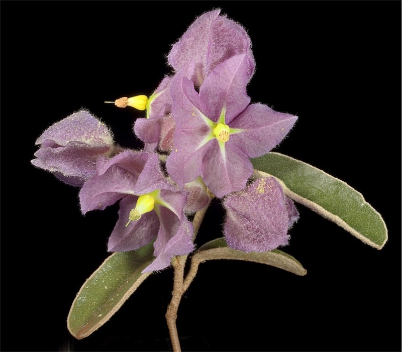 Seringia exastia