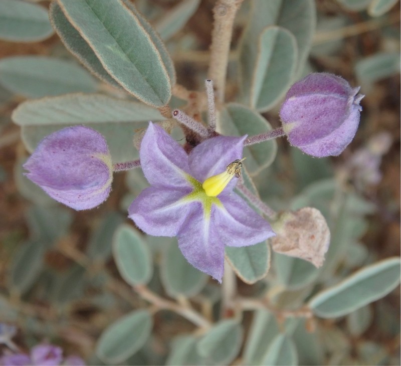Seringia exastia photo 2