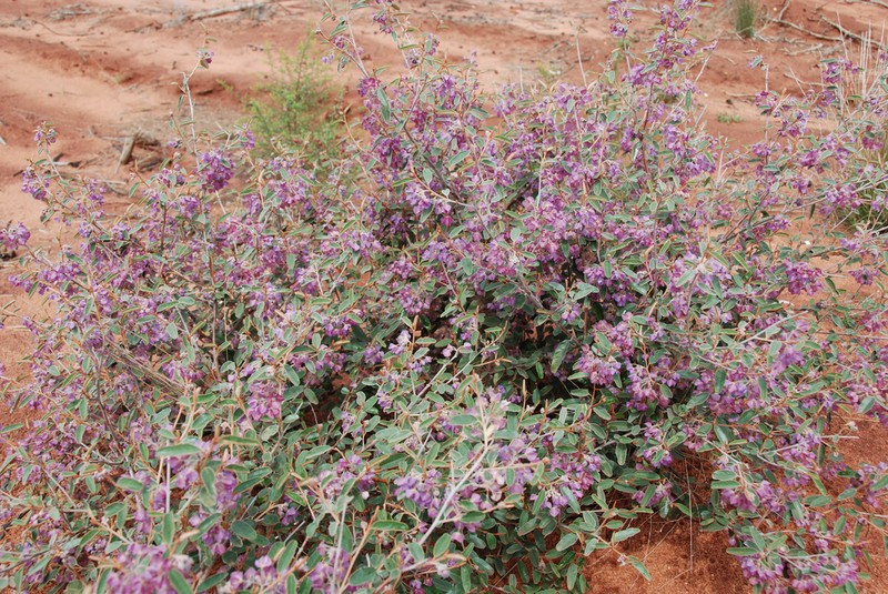Seringia exastia photo 4