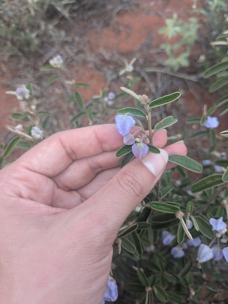 Seringia exastia photo 5