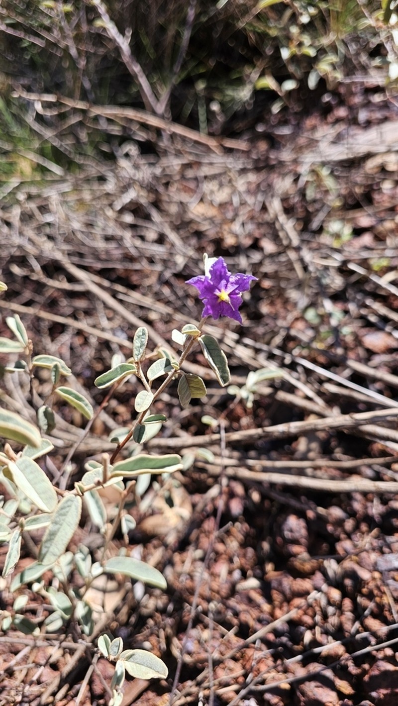 Seringia exastia photo 6
