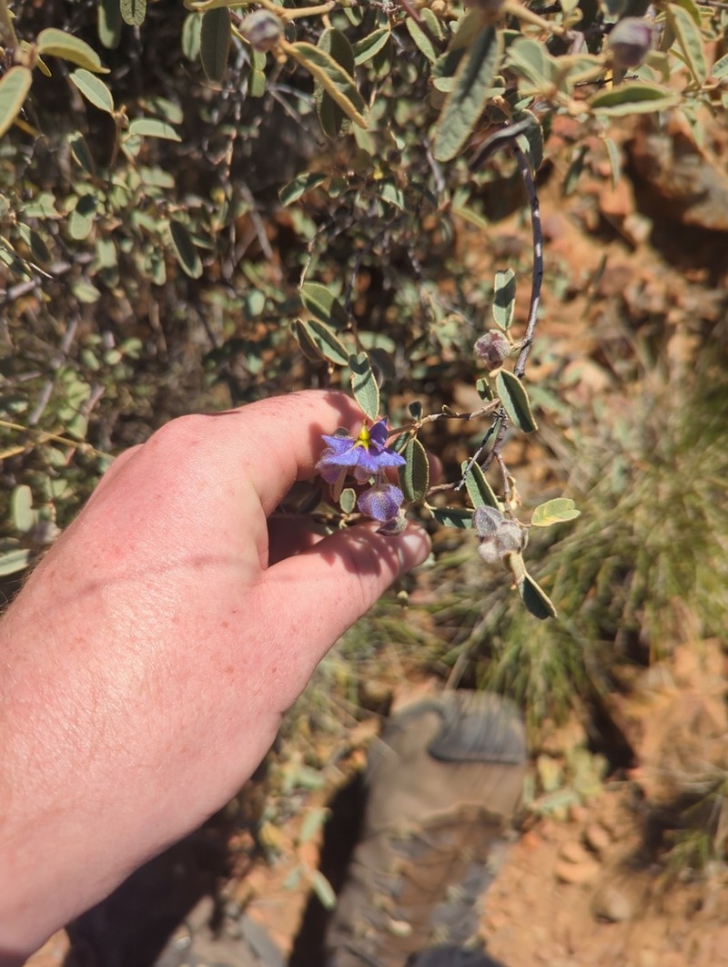 Seringia exastia photo 7
