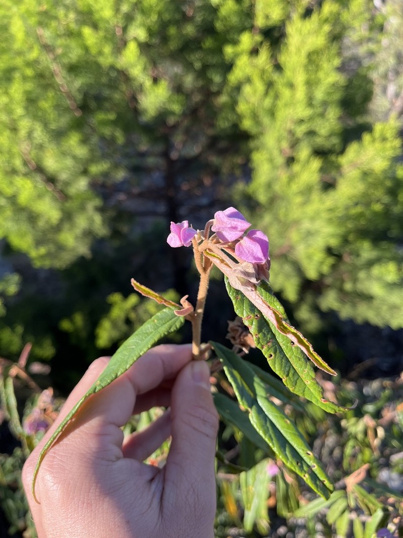Seringia impressa