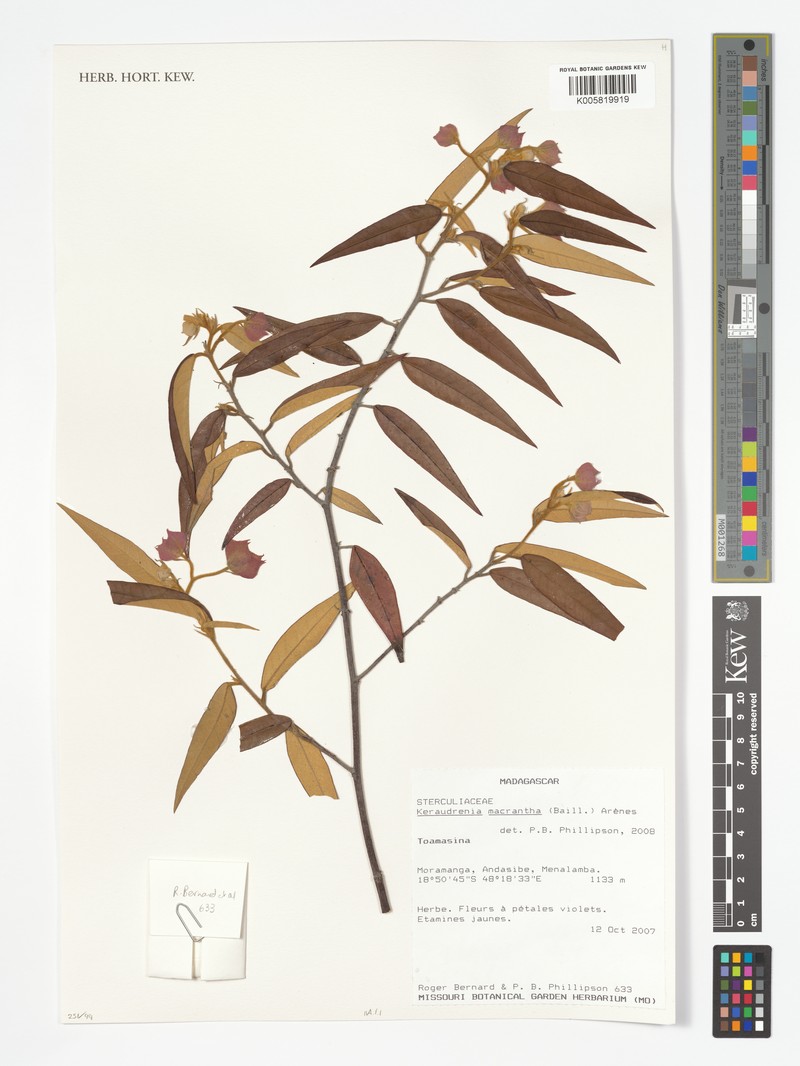 Seringia macrantha