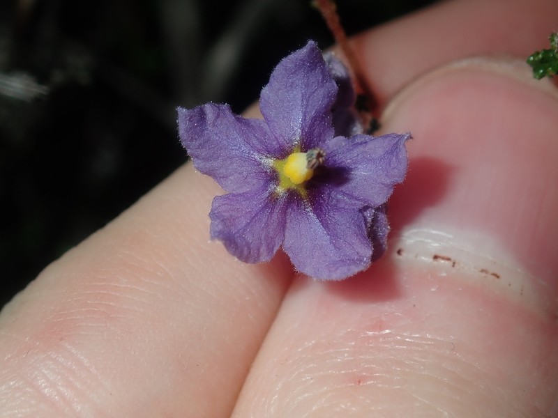 Seringia saxatilis