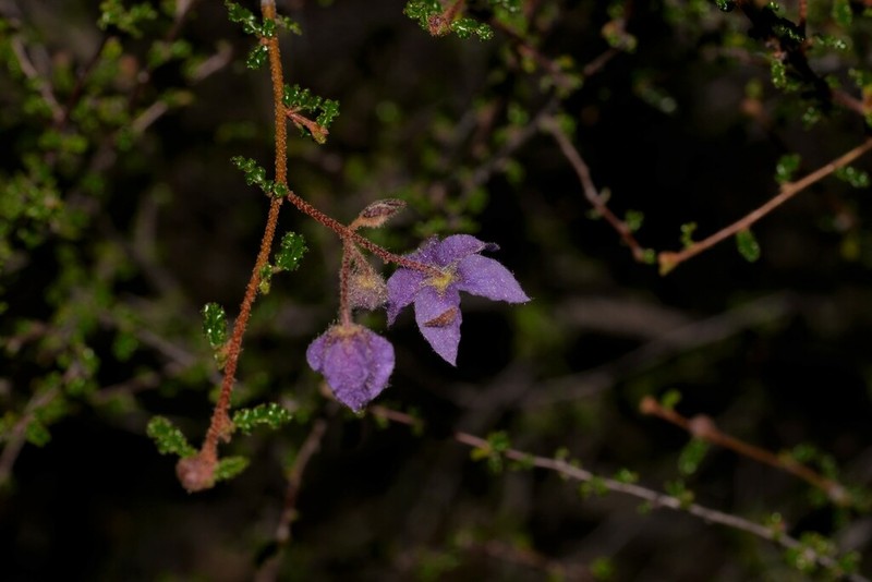 Seringia saxatilis photo 2