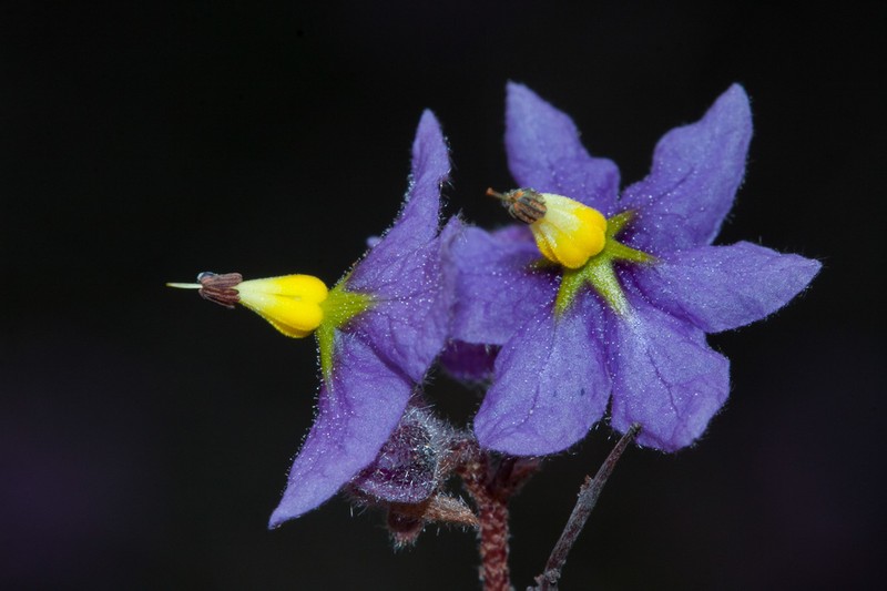 Seringia saxatilis photo 3