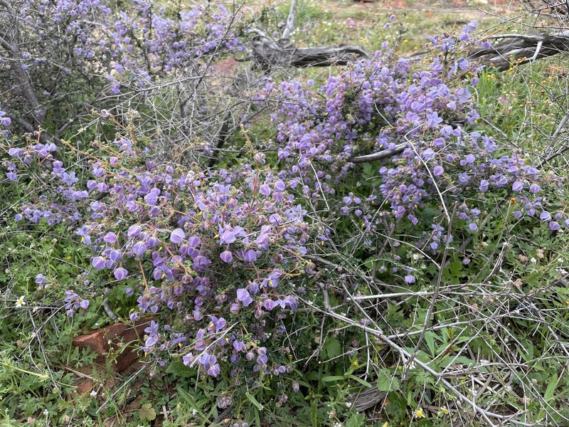 Seringia saxatilis photo 4
