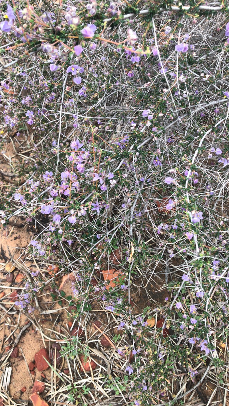 Seringia saxatilis photo 5