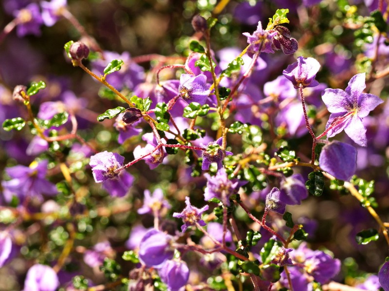 Seringia saxatilis photo 6