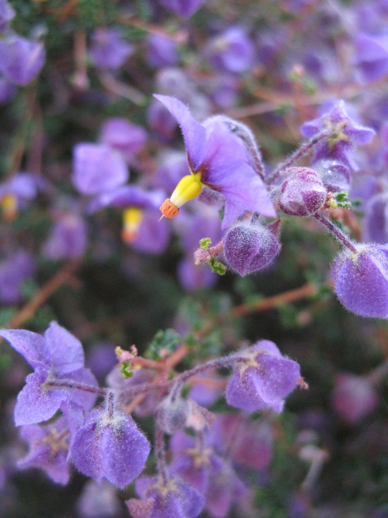 Seringia saxatilis photo 7