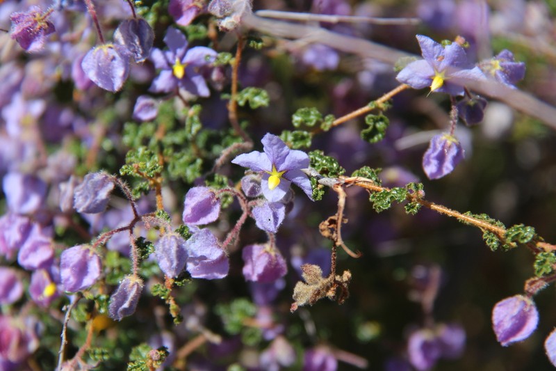 Seringia saxatilis photo 8