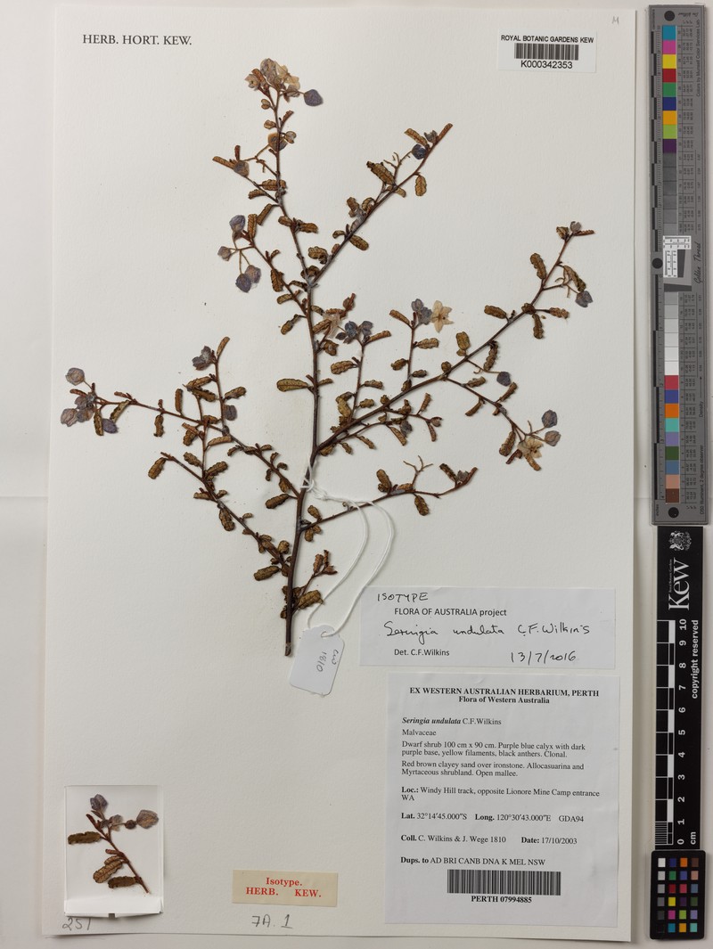 Seringia undulata