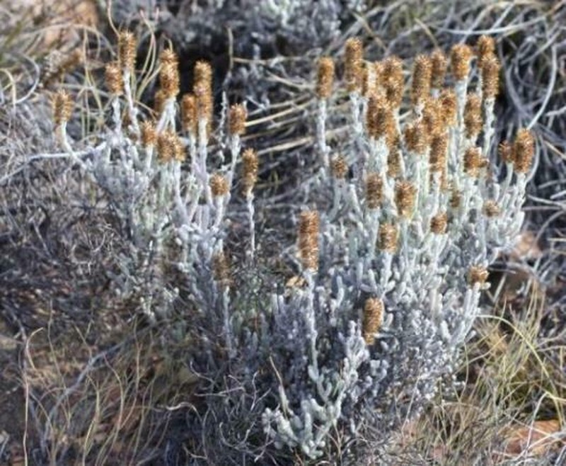 Seriphium altoargillaceum
