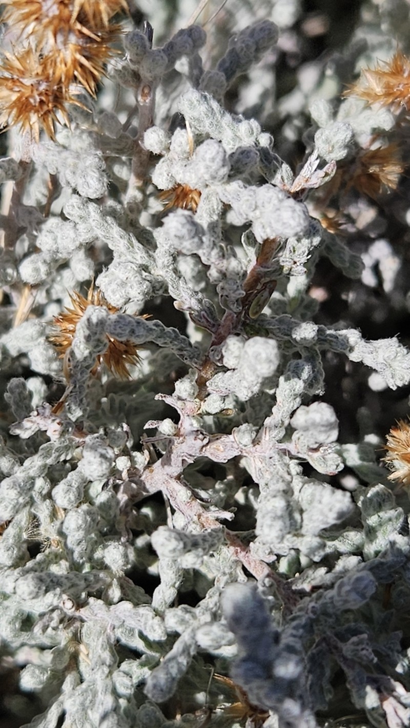 Seriphium altoargillaceum photo 2
