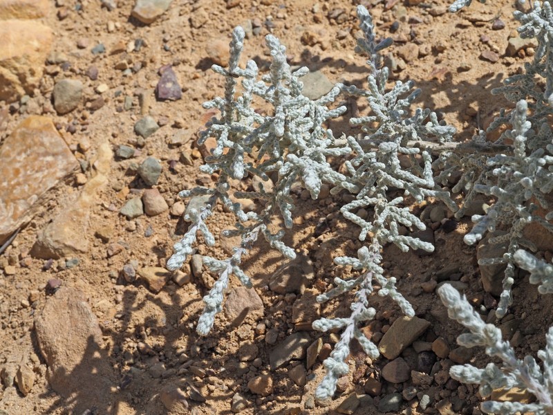 Seriphium altoargillaceum photo 4