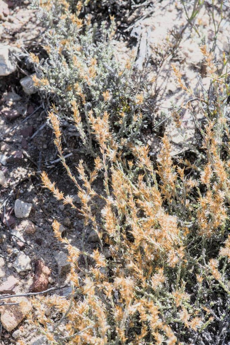 Seriphium altoargillaceum photo 5