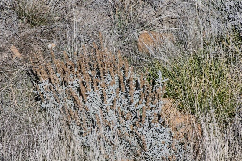 Seriphium altoargillaceum photo 6