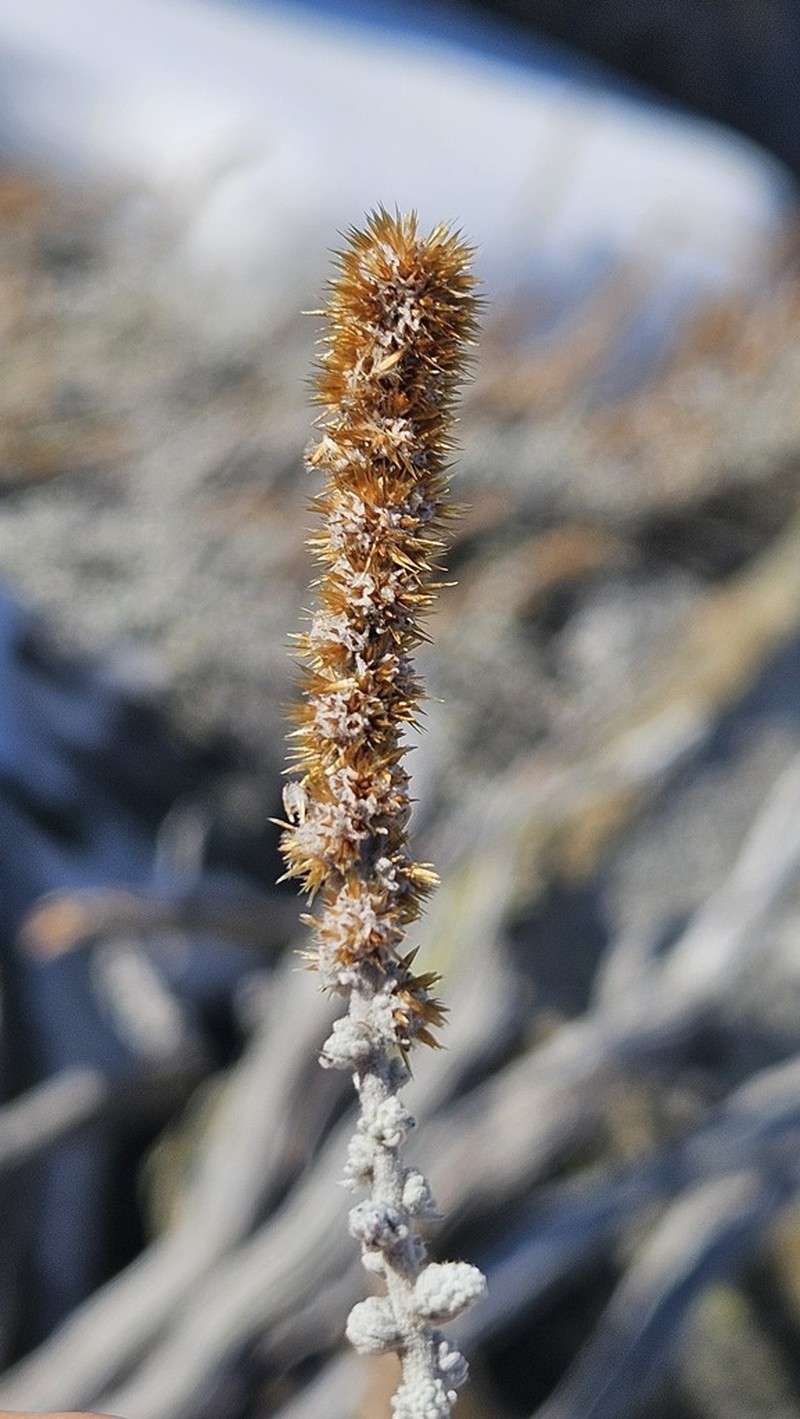 Seriphium altoargillaceum photo 7