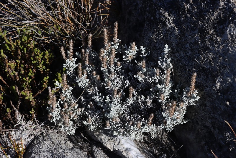 Seriphium altoargillaceum photo 8